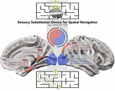 Are Supramodality and Cross-Modal Plasticity the Yin and Yang of Brain Development? From Blindness to Rehabilitation